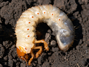 Lawn Care Pest Control Bugs Img